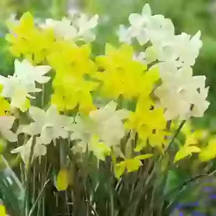 Two Tone Mix